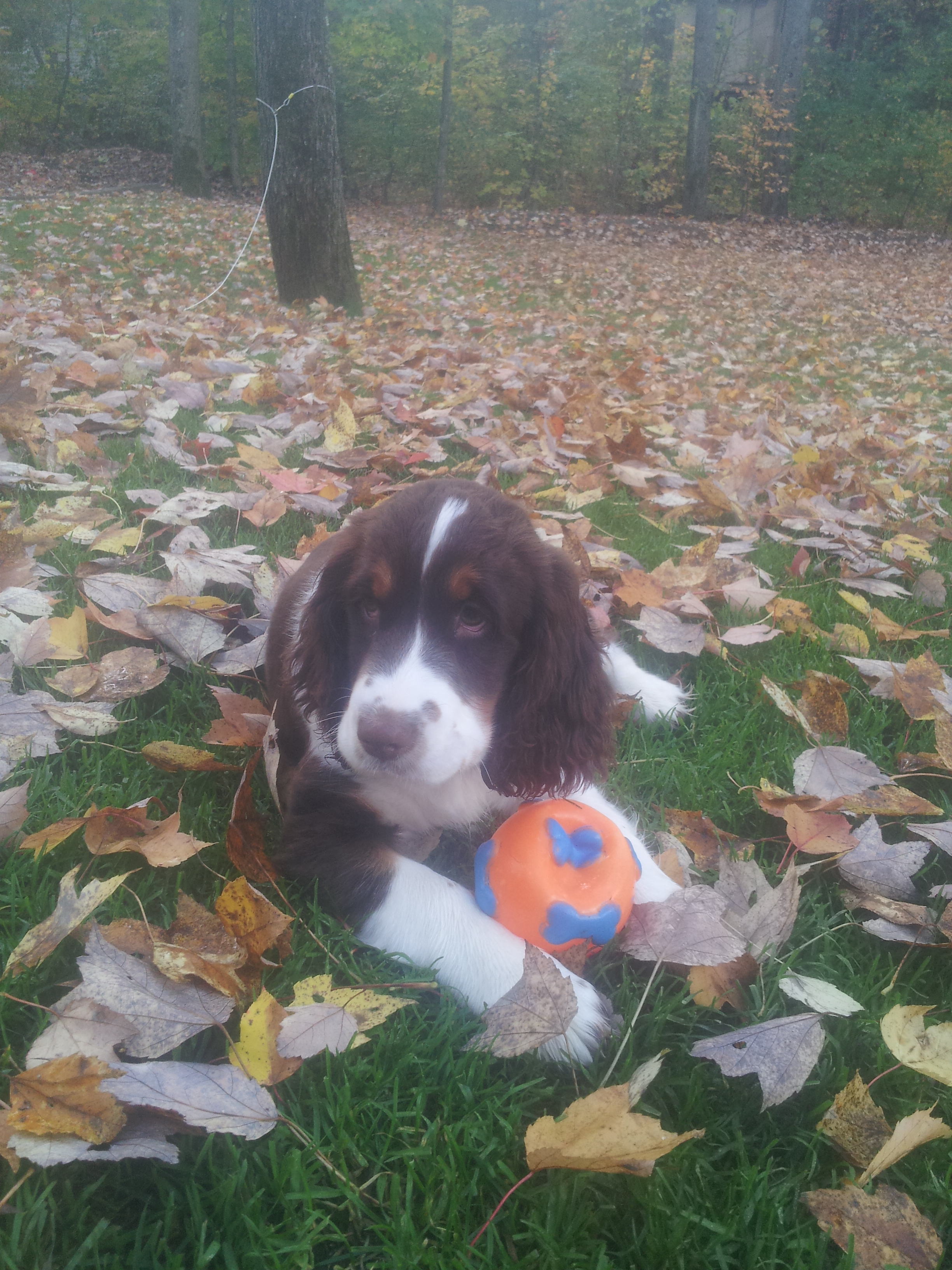 maplepuppyball