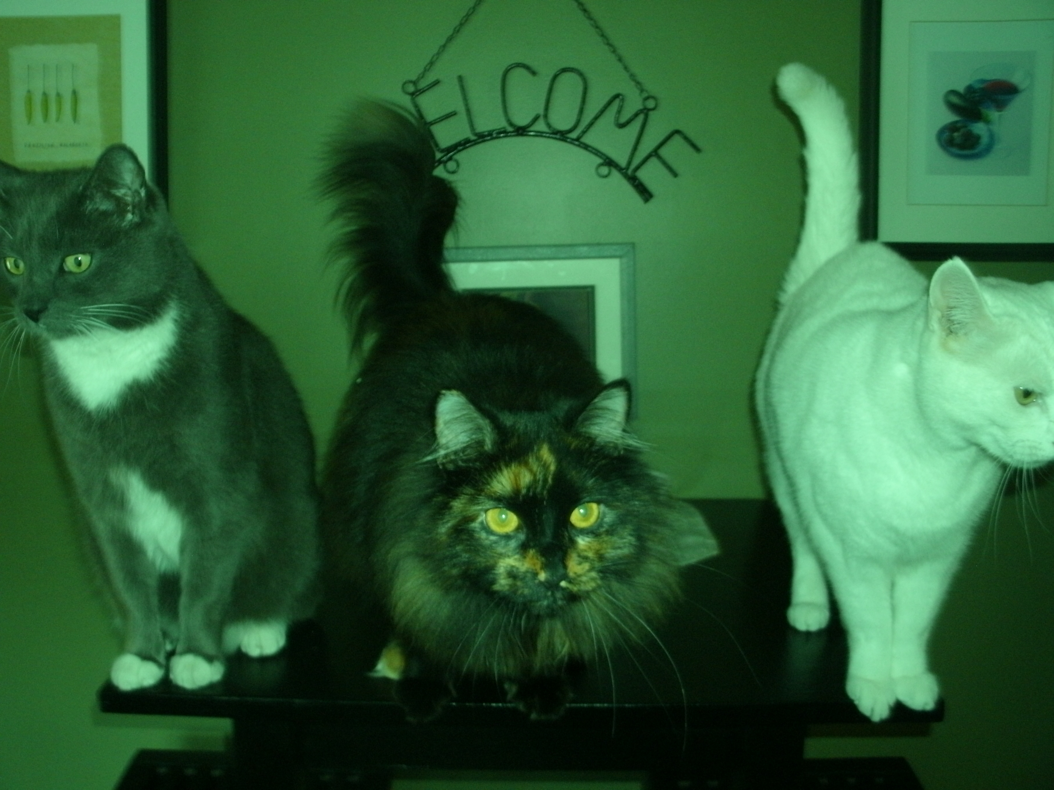 kitties dinnertime