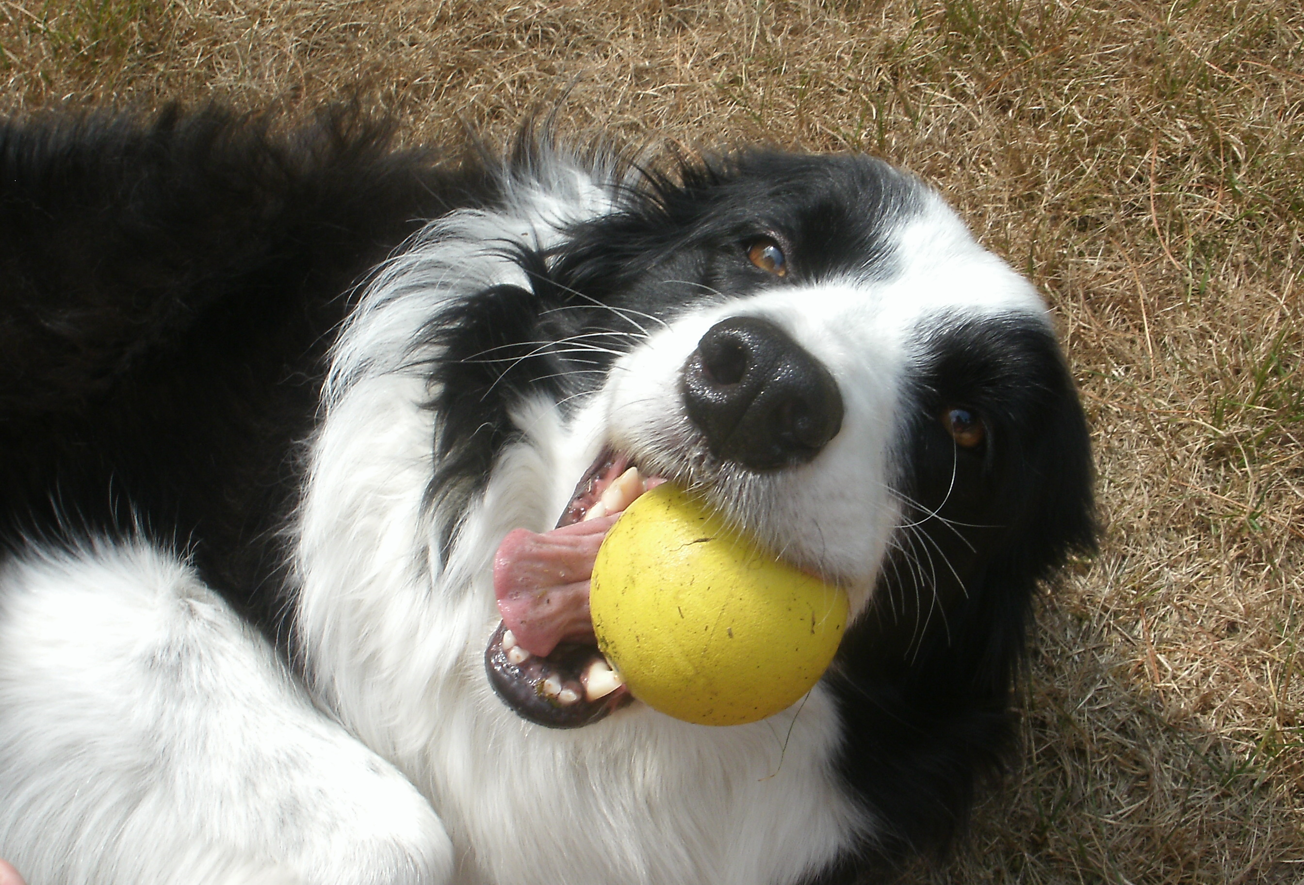 suzi border collie