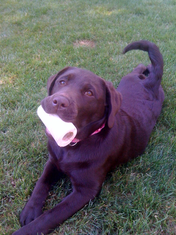tess