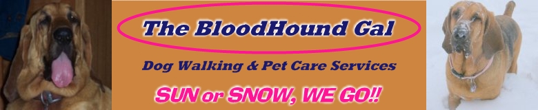 bloodhoundgal header pet care services